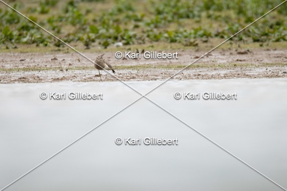 Karl-Gillebert-Becasseau-tachete-Calidris-melanotos-3791