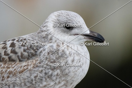 Karl-Gillebert-Goeland-argente-Larus-argentatus-9751
