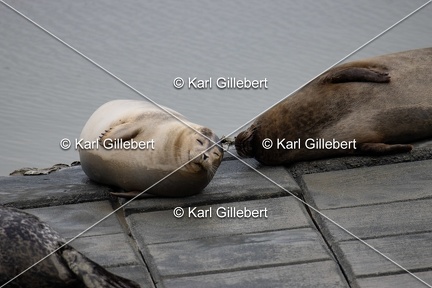 Karl-Gillebert-Phoque-veau-marin-Phoca-vitulina -3382