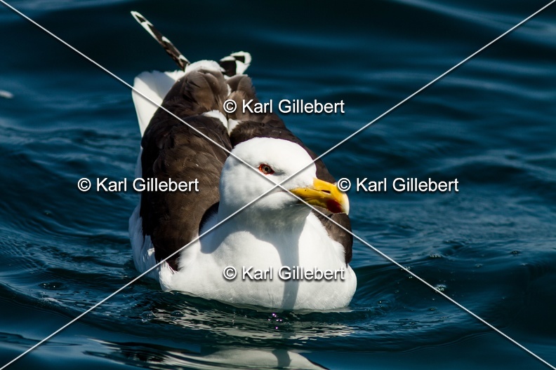 Karl-Gillebert- Goeland-marin-Larus-marinus-6400.jpg
