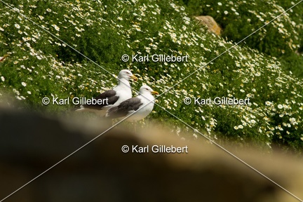 Karl-Gillebert- Goeland-marin-Larus-marinus-6736