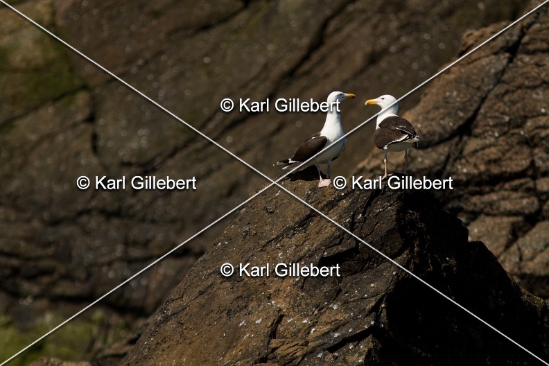 Karl-Gillebert- Goeland-marin-Larus-marinus-5376.jpg