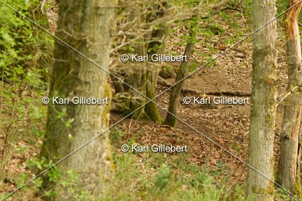 Karl-Gillebert-Renard-roux-d-Europe-Vulpes-vulpes-crucigera-8268