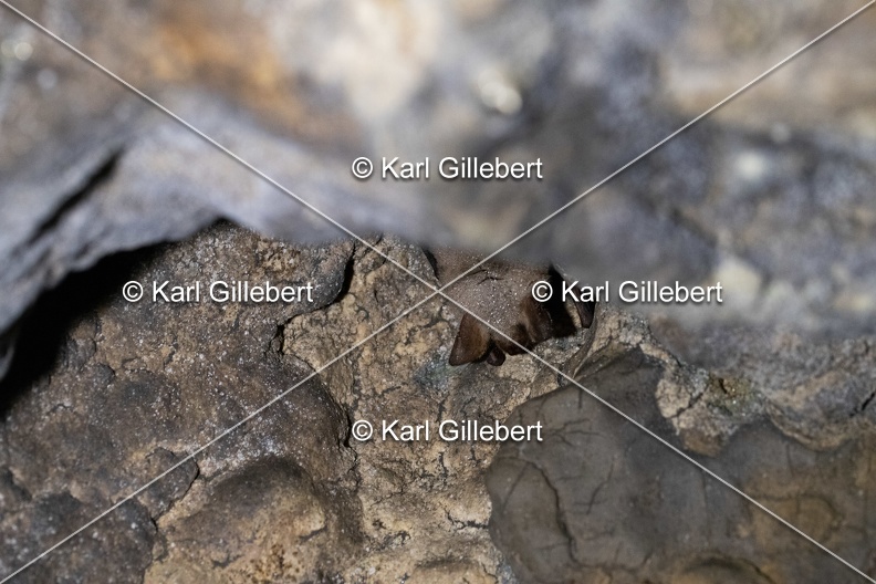 Karl-Gillebert-Grand-murin-Myotis-myotis-8720.jpg