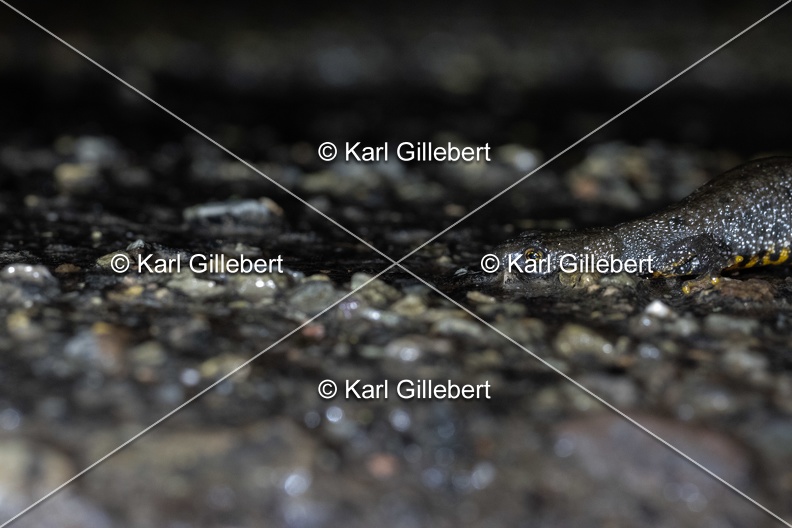 Karl-Gillebert-triton-crete-Triturus-cristatus-5446.jpg