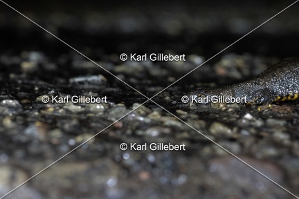 Karl-Gillebert-triton-crete-Triturus-cristatus-5446