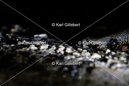 Karl-Gillebert-triton-crete-Triturus-cristatus-5447