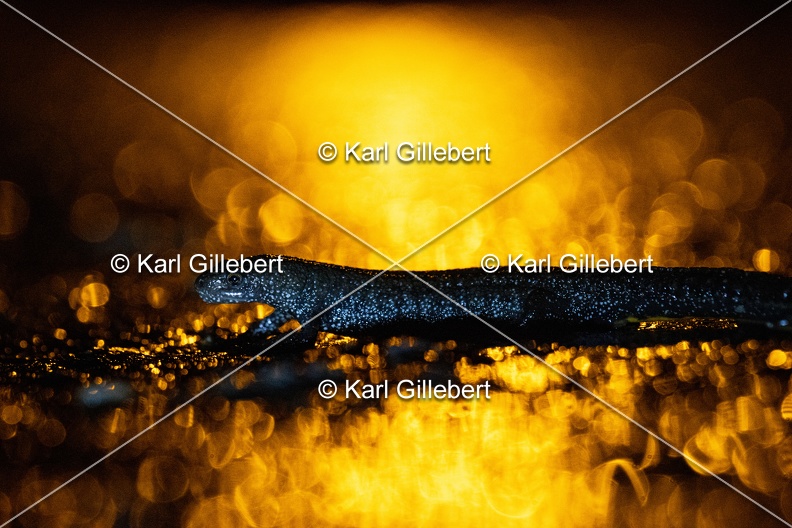 Karl-Gillebert-triton-crete-Triturus-cristatus-5501.jpg