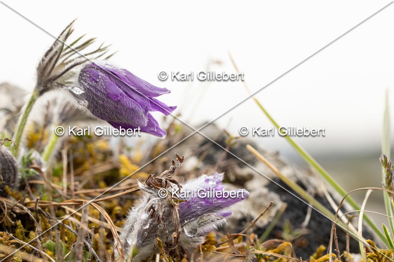 Karl-Gillebert-anemone-pulsatille-pulsatilla-vulgaris-6306.jpg