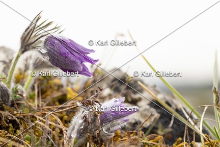 Karl-Gillebert-anemone-pulsatille-pulsatilla-vulgaris-6306