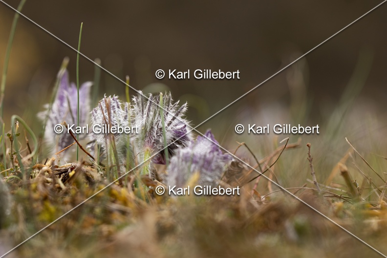 Karl-Gillebert-anemone-pulsatille-pulsatilla-vulgaris-6378.jpg