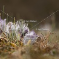Karl-Gillebert-anemone-pulsatille-pulsatilla-vulgaris-6378