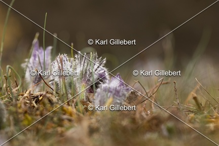 Karl-Gillebert-anemone-pulsatille-pulsatilla-vulgaris-6378
