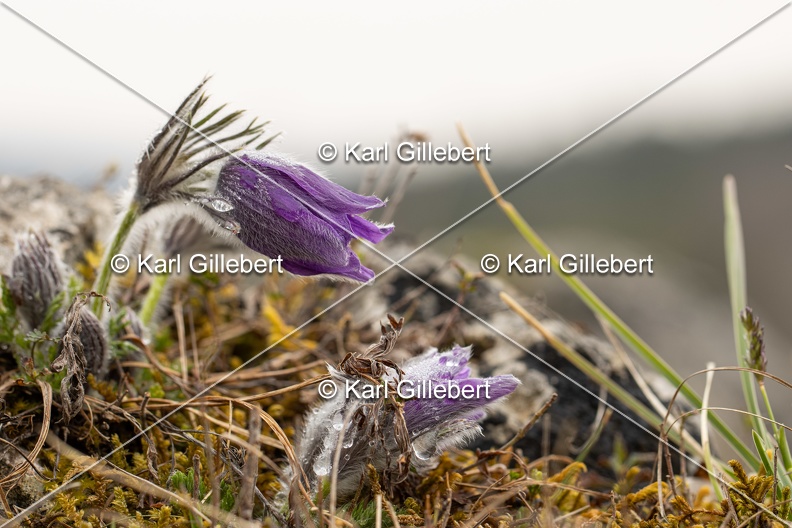 Karl-Gillebert-anemone-pulsatille-pulsatilla-vulgaris-6387.jpg