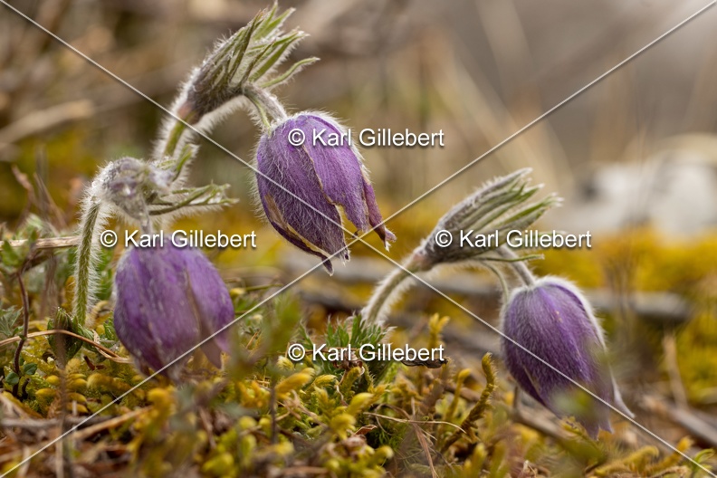 Karl-Gillebert-anemone-pulsatille-pulsatilla-vulgaris-6407