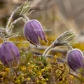 Karl-Gillebert-anemone-pulsatille-pulsatilla-vulgaris-6407