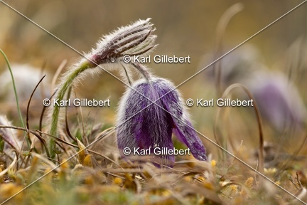 Karl-Gillebert-anemone-pulsatille-pulsatilla-vulgaris-6423