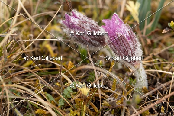 Karl-Gillebert-anemone-pulsatille-pulsatilla-vulgaris-6435