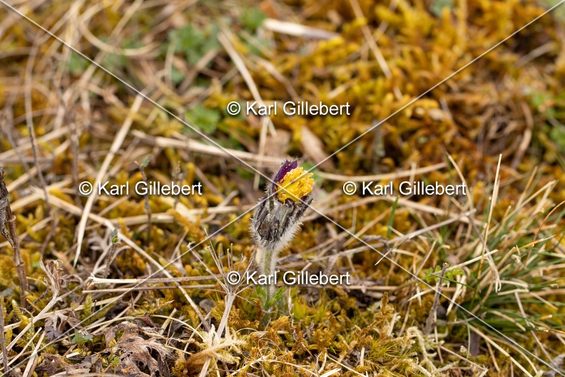 Karl-Gillebert-anemone-pulsatille-pulsatilla-vulgaris-6458.jpg
