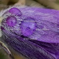 Karl-Gillebert-anemone-pulsatille-pulsatilla-vulgaris-6532