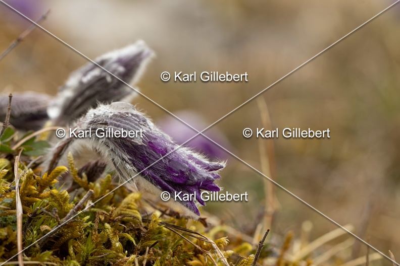 Karl-Gillebert-anemone-pulsatille-pulsatilla-vulgaris-6551.jpg