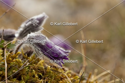 Karl-Gillebert-anemone-pulsatille-pulsatilla-vulgaris-6551