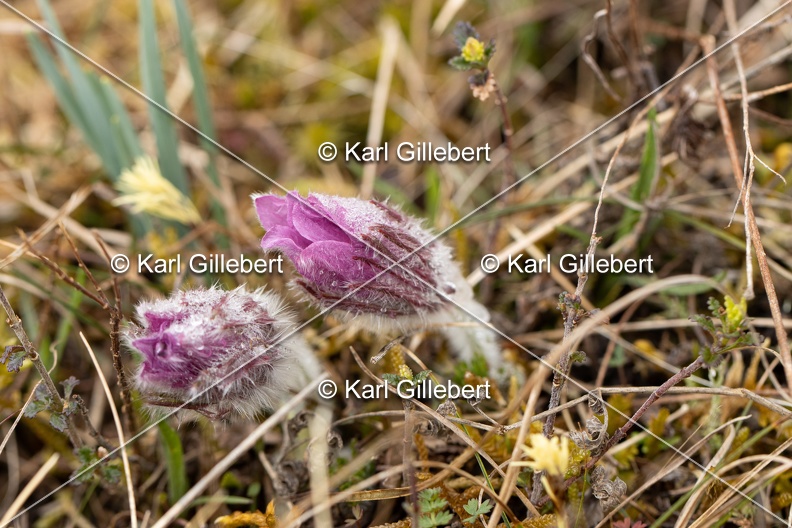 Karl-Gillebert-anemone-pulsatille-pulsatilla-vulgaris-6561.jpg