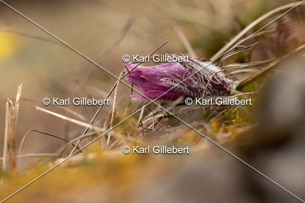 Karl-Gillebert-anemone-pulsatille-pulsatilla-vulgaris-6571