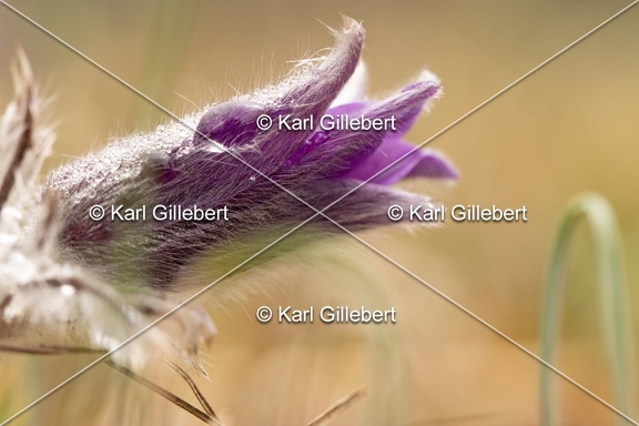 Karl-Gillebert-anemone-pulsatille-pulsatilla-vulgaris-6617
