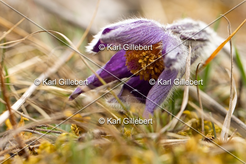 Karl-Gillebert-anemone-pulsatille-pulsatilla-vulgaris-6633.jpg