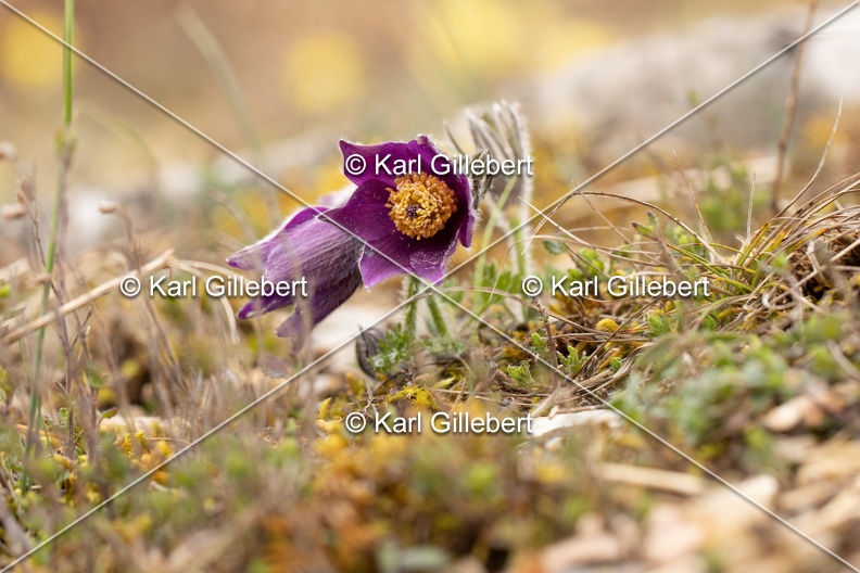 Karl-Gillebert-anemone-pulsatille-pulsatilla-vulgaris-6669.jpg