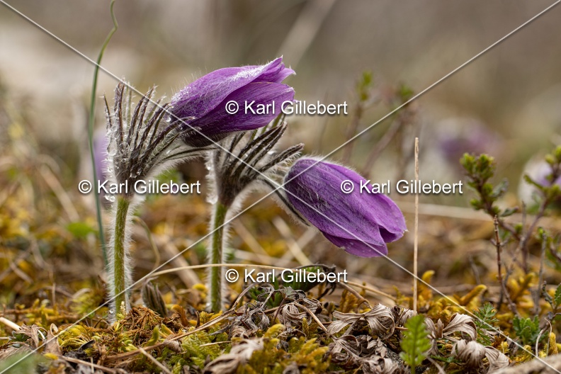 Karl-Gillebert-anemone-pulsatille-pulsatilla-vulgaris-6674.jpg