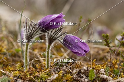 Karl-Gillebert-anemone-pulsatille-pulsatilla-vulgaris-6674