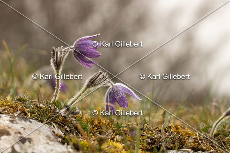 Karl-Gillebert-anemone-pulsatille-pulsatilla-vulgaris-6680.jpg