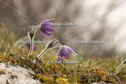 Karl-Gillebert-anemone-pulsatille-pulsatilla-vulgaris-6680