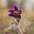 Karl-Gillebert-anemone-pulsatille-pulsatilla-vulgaris-6719