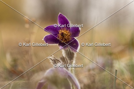 Karl-Gillebert-anemone-pulsatille-pulsatilla-vulgaris-6719