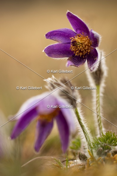 Karl-Gillebert-anemone-pulsatille-pulsatilla-vulgaris-6759.jpg