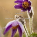 Karl-Gillebert-anemone-pulsatille-pulsatilla-vulgaris-6759