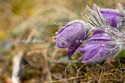 Karl-Gillebert-anemone-pulsatille-pulsatilla-vulgaris-6762