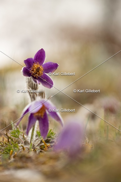 Karl-Gillebert-anemone-pulsatille-pulsatilla-vulgaris-6769.jpg