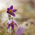 Karl-Gillebert-anemone-pulsatille-pulsatilla-vulgaris-6769