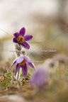 Karl-Gillebert-anemone-pulsatille-pulsatilla-vulgaris-6769