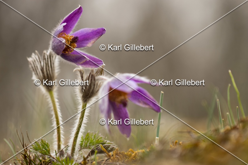 Karl-Gillebert-anemone-pulsatille-pulsatilla-vulgaris-6772.jpg