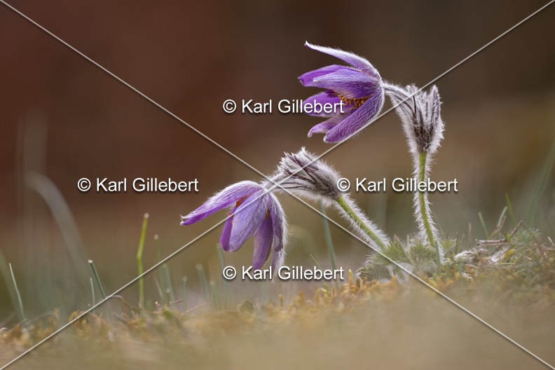 Karl-Gillebert-anemone-pulsatille-pulsatilla-vulgaris-6786.jpg