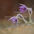 Karl-Gillebert-anemone-pulsatille-pulsatilla-vulgaris-6786