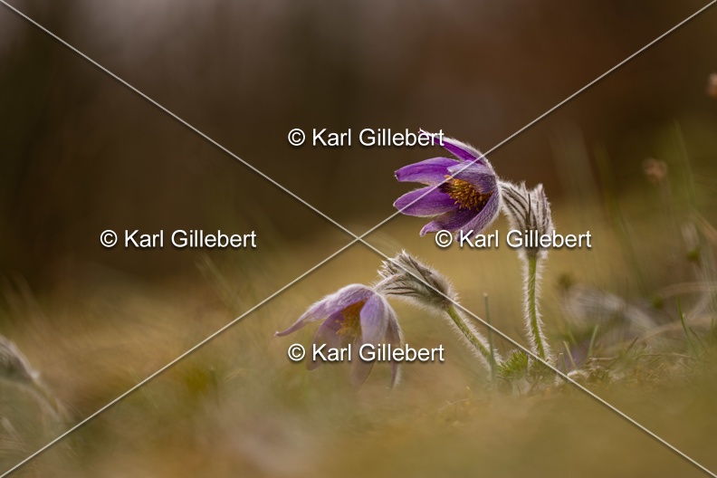 Karl-Gillebert-anemone-pulsatille-pulsatilla-vulgaris-6791.jpg