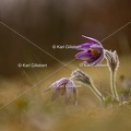 Karl-Gillebert-anemone-pulsatille-pulsatilla-vulgaris-6791
