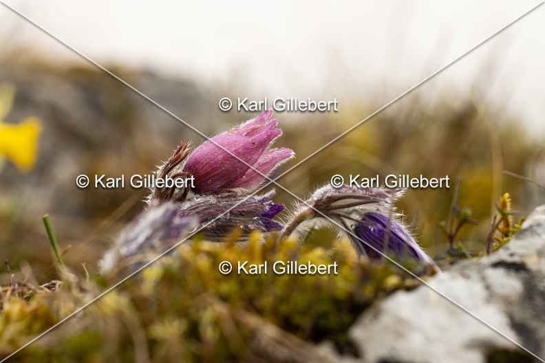 Karl-Gillebert-anemone-pulsatille-pulsatilla-vulgaris-6271.jpg