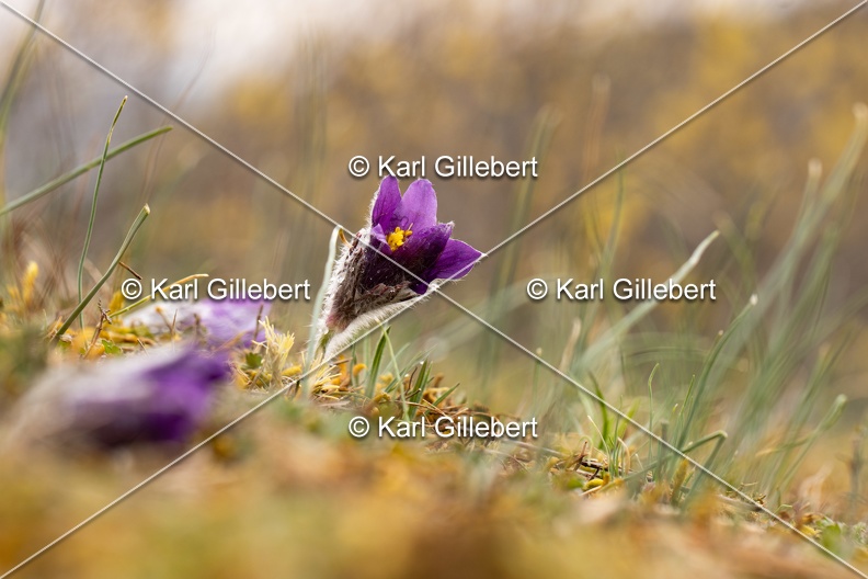 Karl-Gillebert-anemone-pulsatille-pulsatilla-vulgaris-6289.jpg